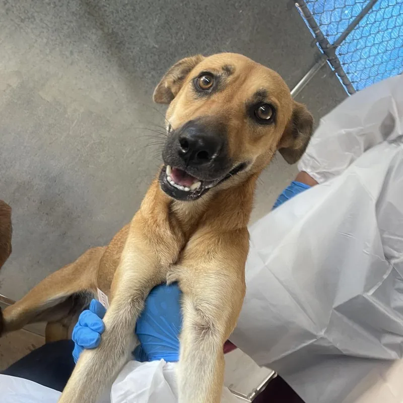 An adult medium-sized female Brown / Chocolate Shepherd dog named Amari for adoption in Edinburg, TX