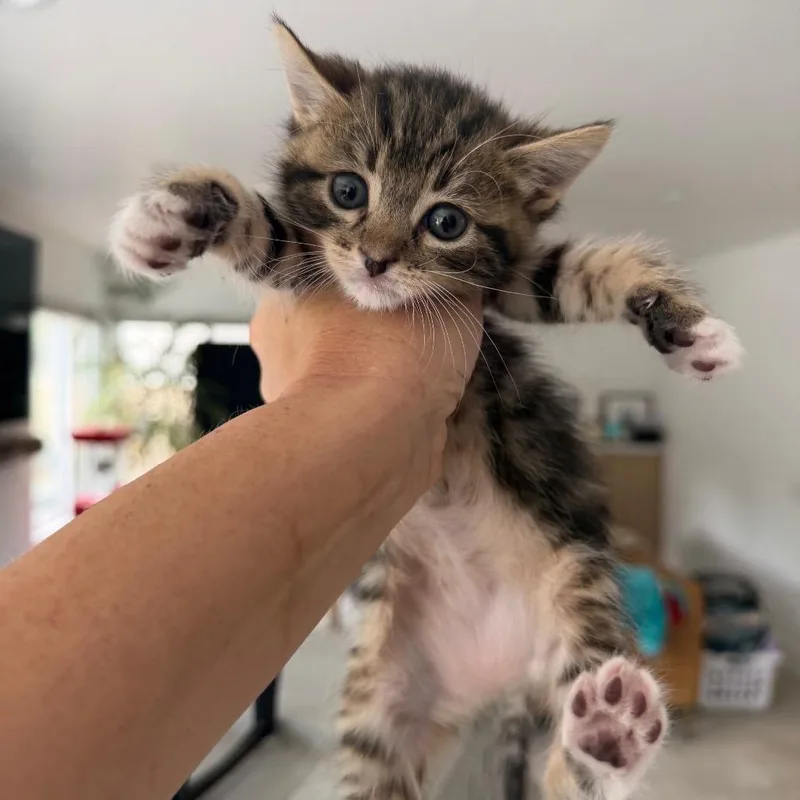 A baby small-sized female Brown / Chocolate Domestic Short Hair cat named Ivy for adoption in Tustin, CA