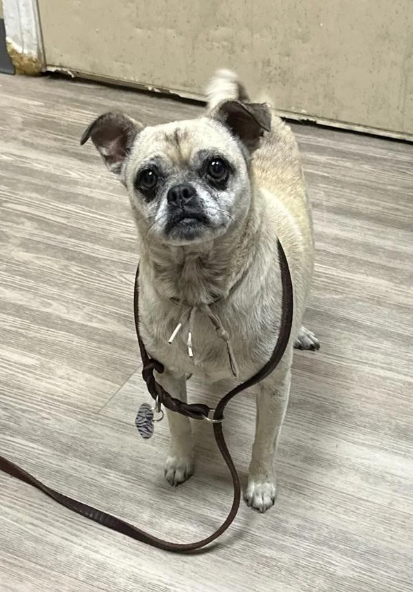 An adult small-sized female Puggle dog named Onica for adoption in Oceanside, CA