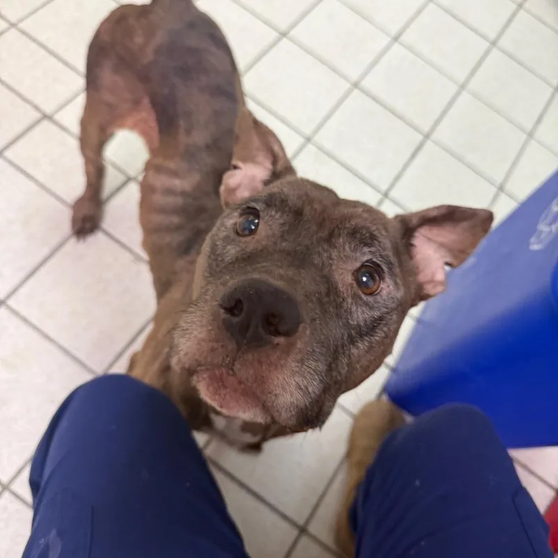 An adult medium-sized female Brown / Chocolate Mixed Breed dog named Sienna for adoption in Charleston, WV