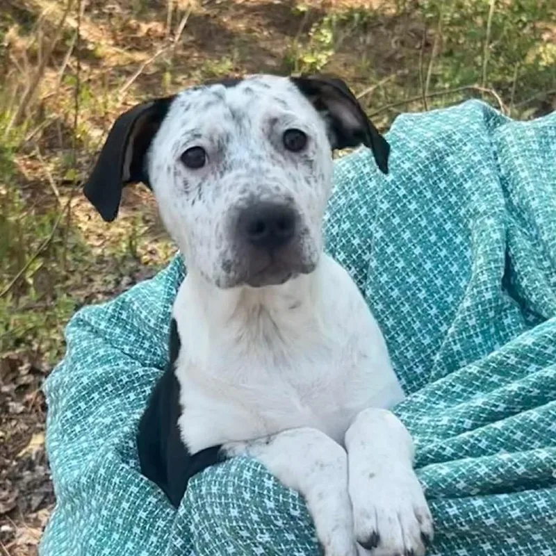 A young medium-sized female Pit Bull Terrier dog named Kilkee for adoption in Medford, NY