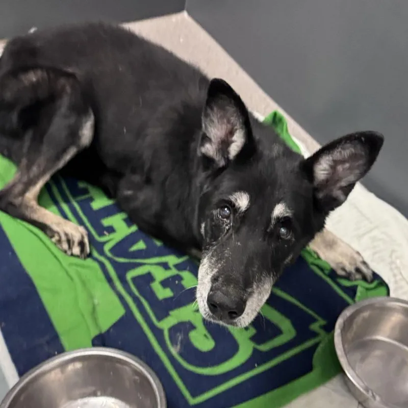 A senior large-sized male Black Shepherd dog named River for adoption in Palm Springs, CA
