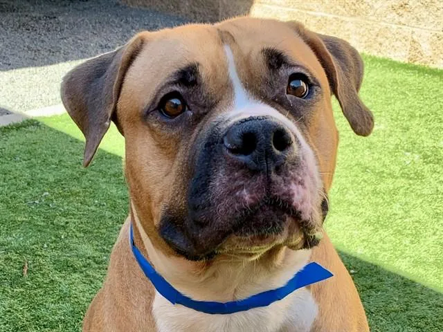 An adult extra large-sized male Yellow / Tan / Blond / Fawn Mastiff dog named SAVE ME PLEASE Chanse for adoption in San Marcos, CA