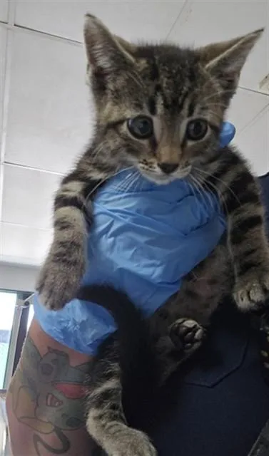 A baby small-sized female Domestic Short Hair cat named Lois for adoption in San Bernardino, CA