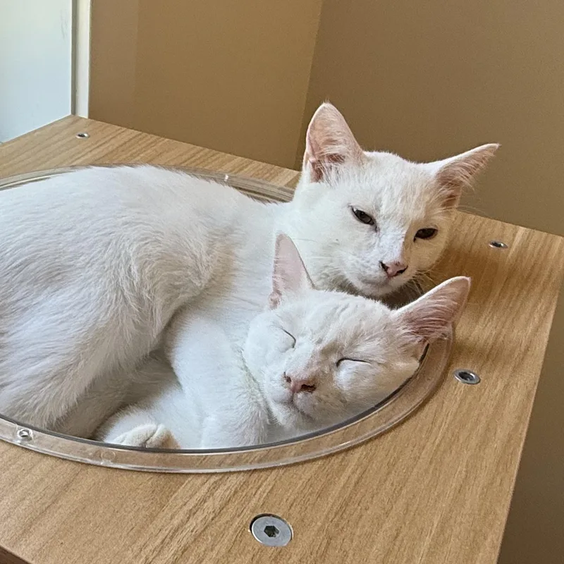 Tigger & Roo thumbnail 4
