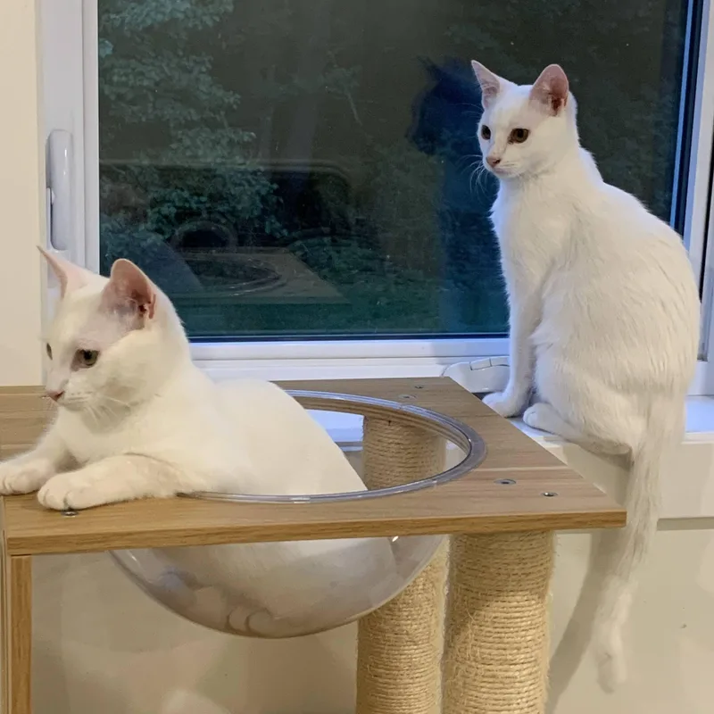 Tigger & Roo thumbnail 5