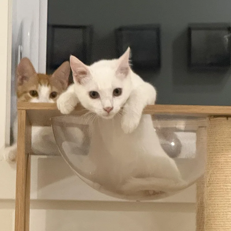 Tigger & Roo thumbnail 6