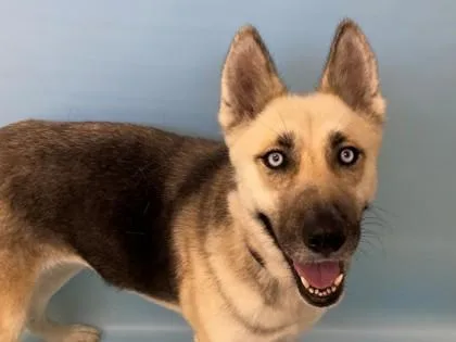An adult large-sized female German Shepherd Dog dog named Pandora for adoption in Woodbury, MN