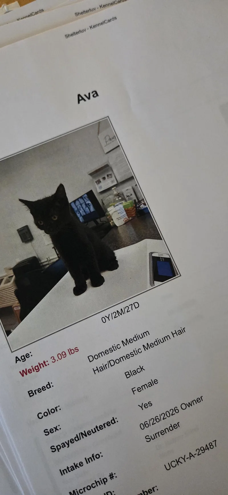 A young medium-sized female Black Domestic Short Hair cat named Ava for adoption in Evansville, IN
