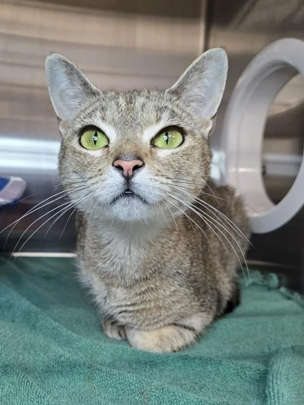 An adult medium-sized female Domestic Short Hair cat named Omelette for adoption in Millersville, MD