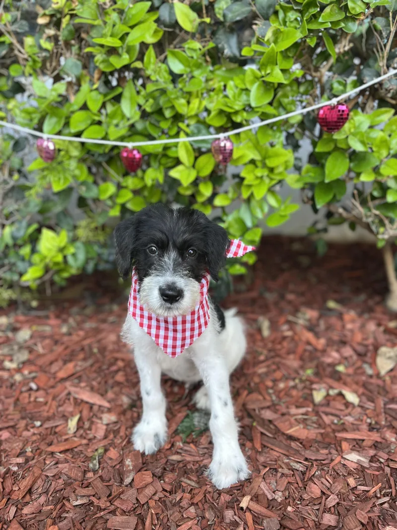 A baby small-sized male Black Schnoodle dog named Santiago for adoption in South El Monte, CA