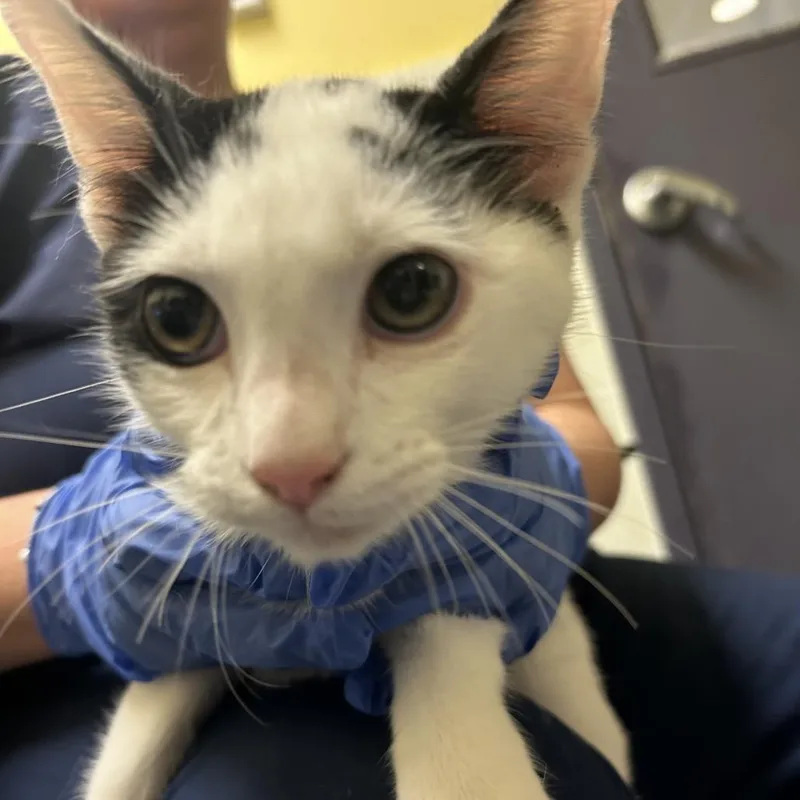 A baby small-sized male White Domestic Short Hair cat named Cow for adoption in Charlottesville, VA