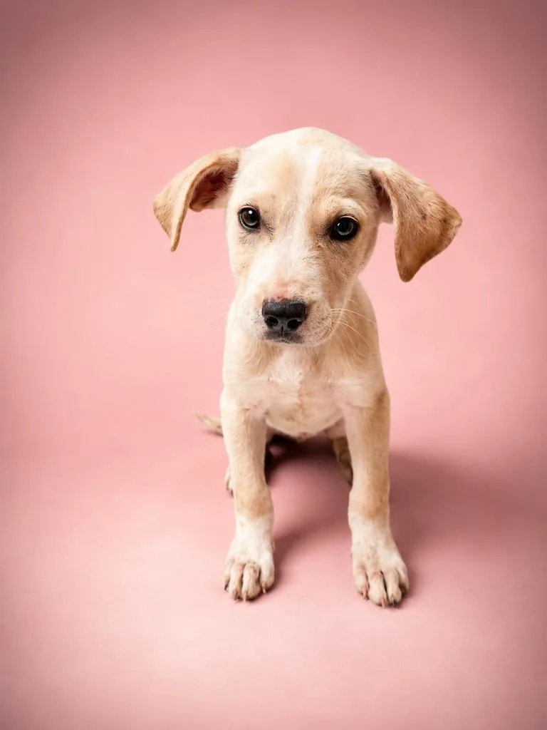 A baby medium-sized female Mixed Breed dog named Prim for adoption in Florence, SC