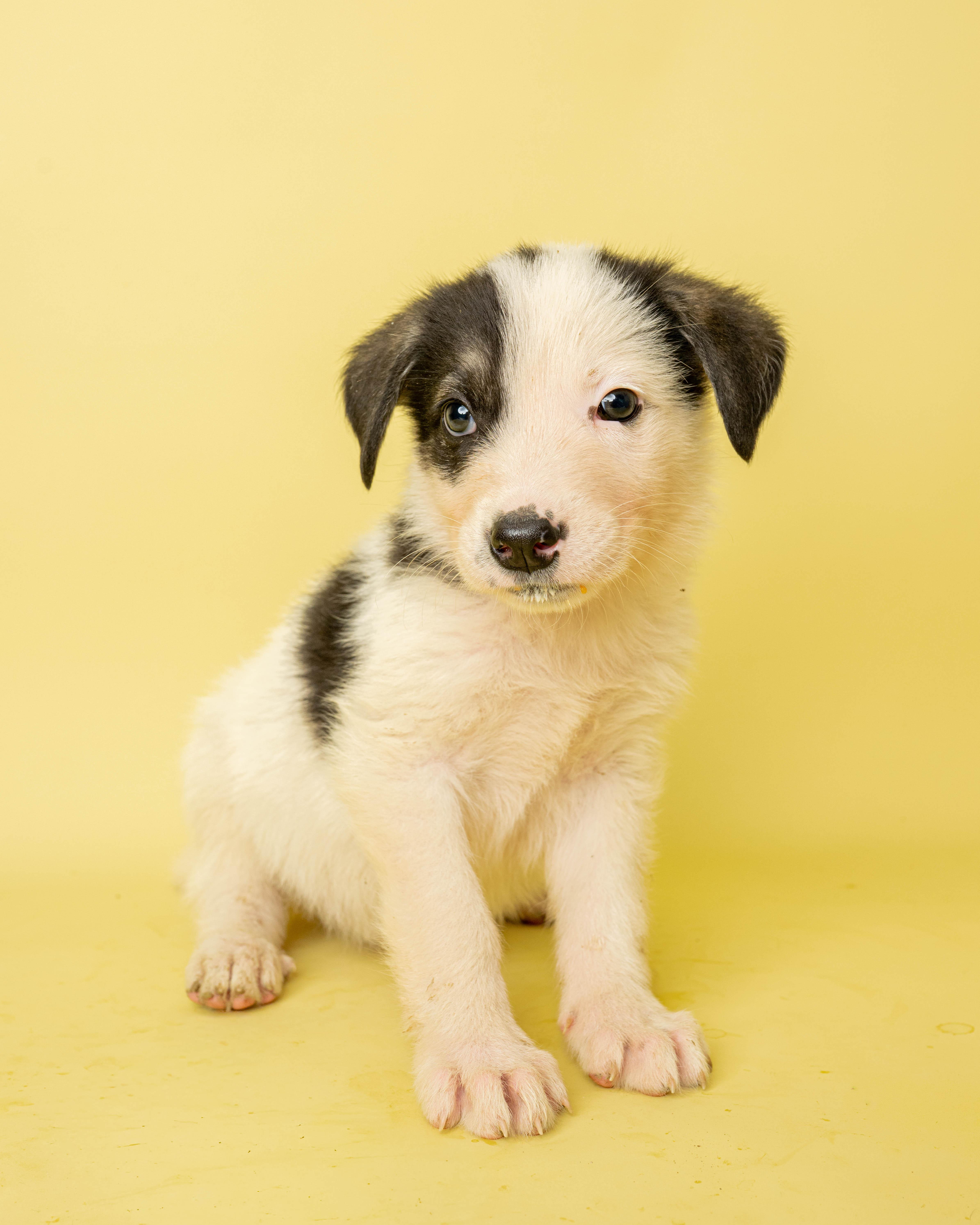 A baby large-sized male Black Mixed Breed dog named Bubble Trouble for adoption in Rock Springs, WY