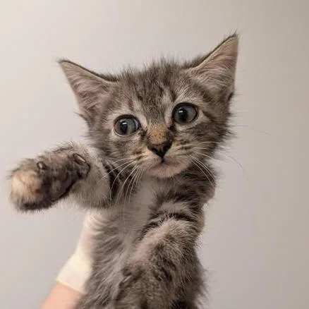 A baby small-sized female White Domestic Short Hair cat named Clydesdale for adoption in Jacksonville, FL
