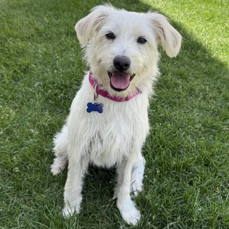 An adult small-sized female White / Cream Terrier dog named Kia for adoption in Fort Collins, CO