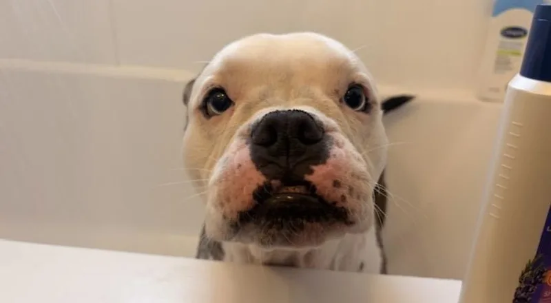 Kerrygold thumbnail 2