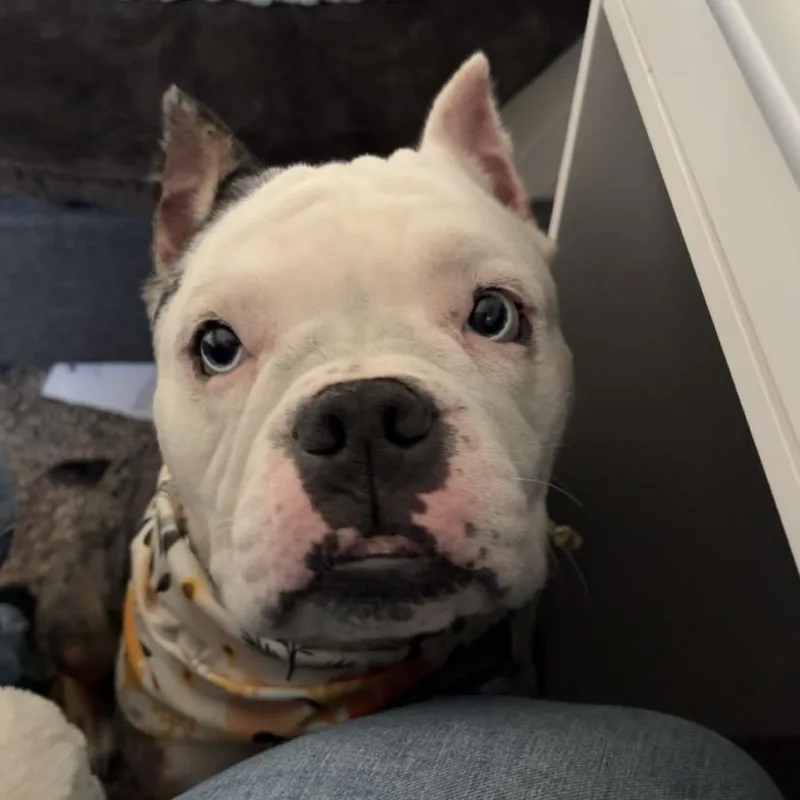 Kerrygold thumbnail 4