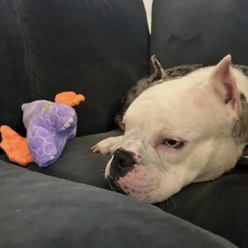 Kerrygold thumbnail 5