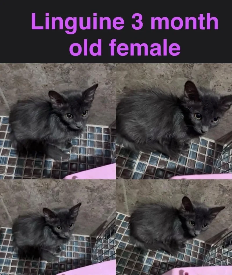 A baby small-sized female Domestic Medium Hair cat named Linguine for adoption in Mustang, OK