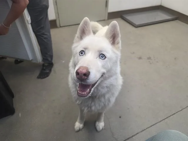 An adult large-sized male Husky dog named Snow for adoption in Tucson, AZ