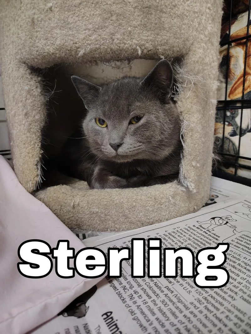Sterling