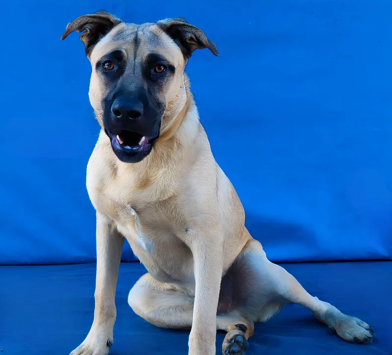 A young large-sized male Shepherd dog named Zeus for adoption in Pasadena, CA