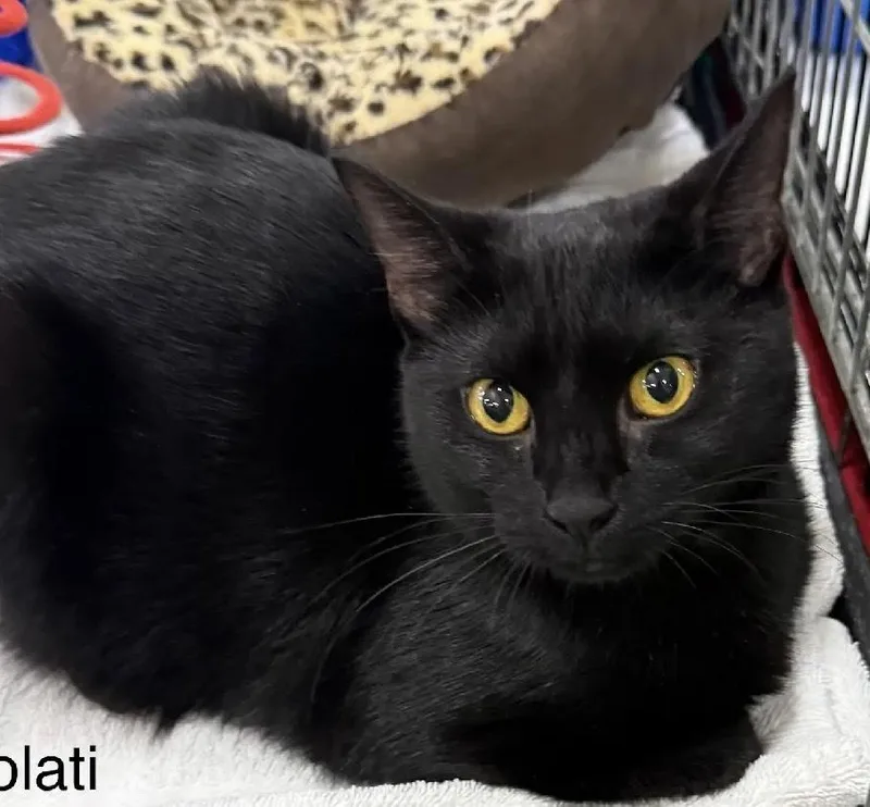 A baby small-sized female Black Domestic Short Hair cat named Lolati for adoption in Safety Harbor, FL