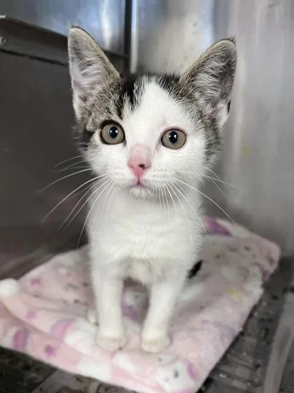 A baby small-sized female Domestic Short Hair cat named Sammie for adoption in Houston, TX