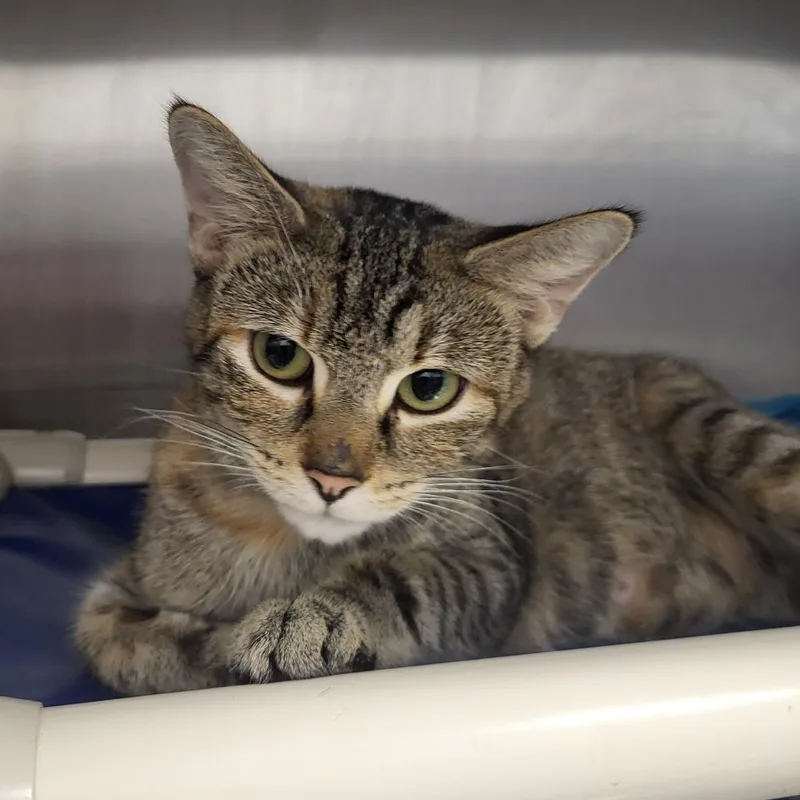 An adult medium-sized female Brown / Chocolate Domestic Short Hair cat named Snow White for adoption in Fort Wayne, IN