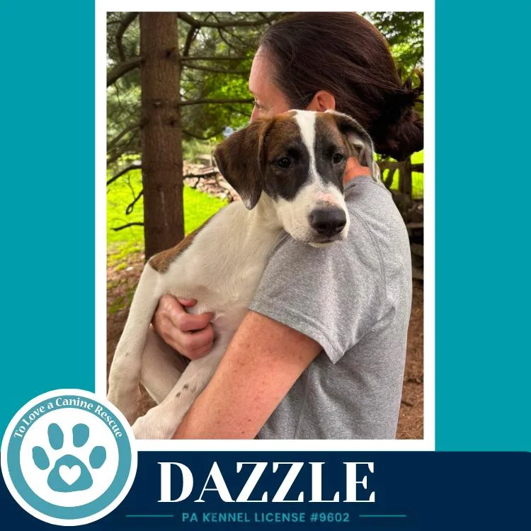 A baby medium-sized female Labrador Retriever dog named Dazzle for adoption in Kimberton, PA