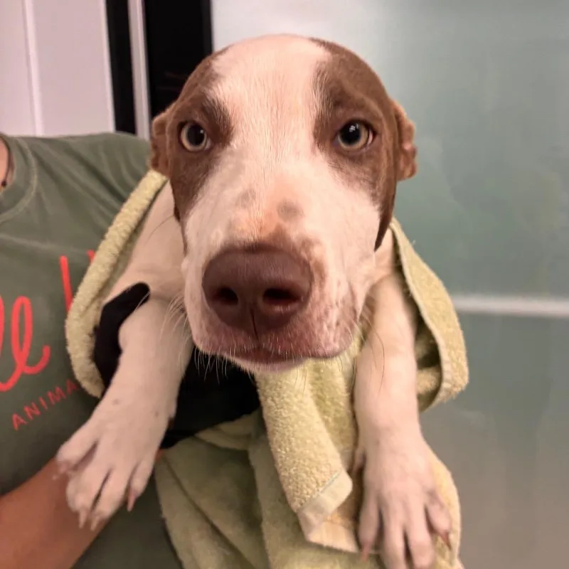 A young medium-sized male White / Cream Terrier dog named Taco Bueno for adoption in Abilene, TX