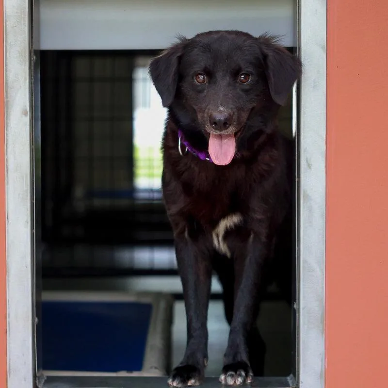An adult medium-sized female Black Flat-Coated Retriever dog named Pitou for adoption in Bradenton, FL