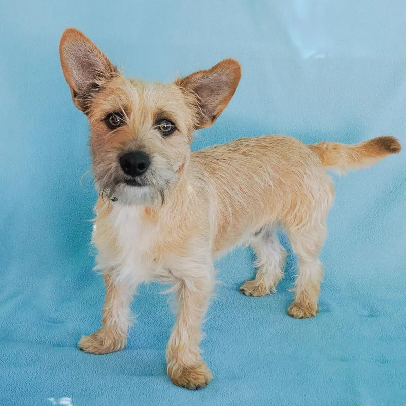 An adult small-sized male Yellow / Tan / Blond / Fawn West Highland White Terrier / Westie dog named Tommy for adoption in Point Richmond, CA