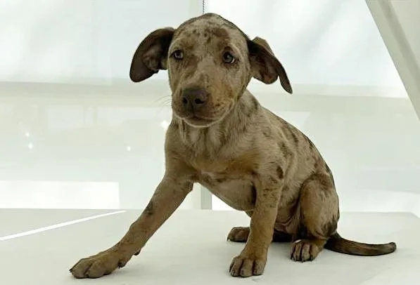 A baby small-sized female Terrier dog named Jennie for adoption in Saint Louis, MO