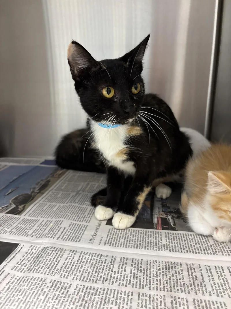 An adult medium-sized female Domestic Short Hair cat named Cleopatra for adoption in Washington, DC