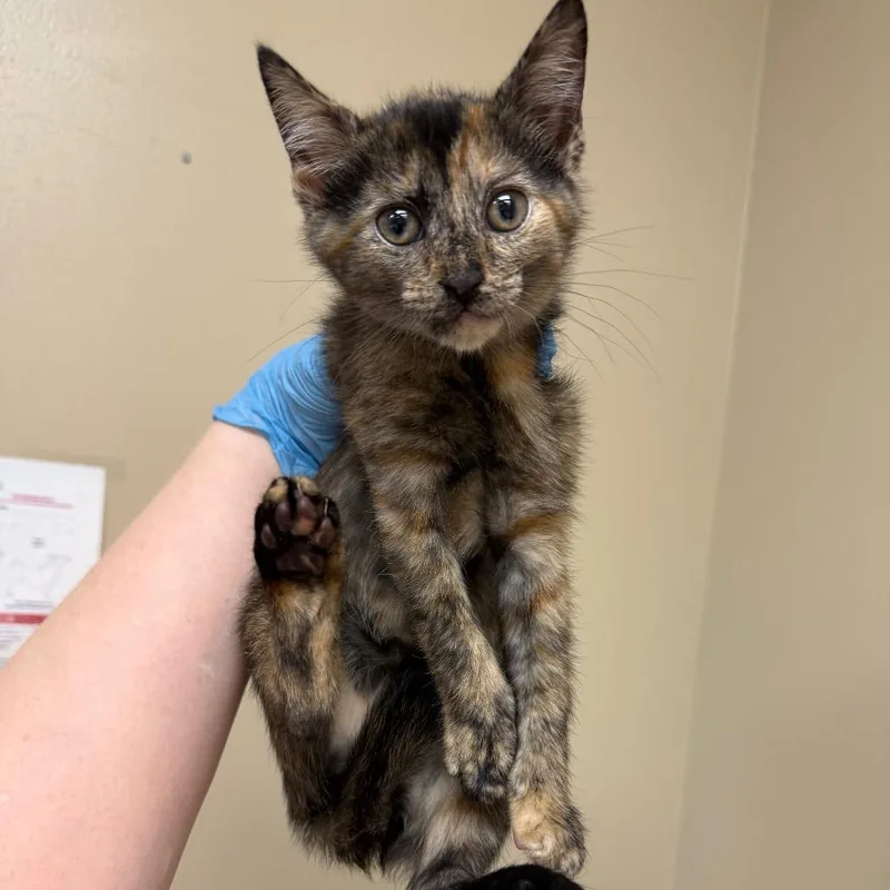 A baby small-sized female Tortoiseshell Domestic Short Hair cat named Flopsy for adoption in Birmingham, AL