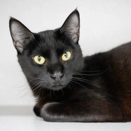A young small-sized male Black Domestic Short Hair cat named Ravioli for adoption in Atlanta, GA