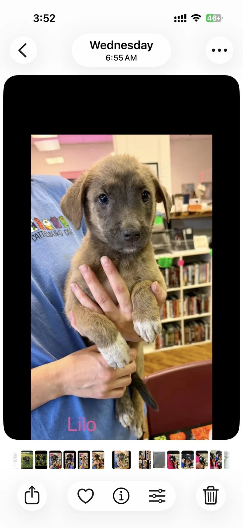 Disney litter thumbnail 2