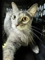 An adult medium-sized female Buff / Tan / Fawn Tortoiseshell cat named Fawn for adoption in Denton, TX