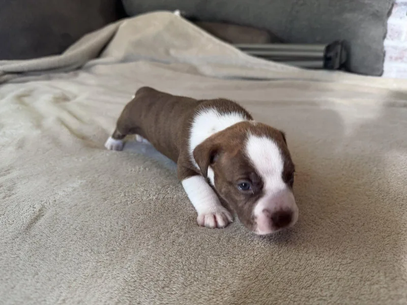 A baby medium-sized male American Staffordshire Terrier dog named Tater Brynns litter for adoption in Holly Springs, NC