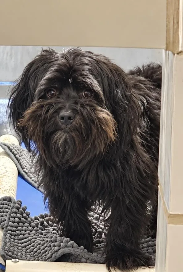 A young small-sized female Shih Tzu dog named Nina for adoption in Tifton, GA