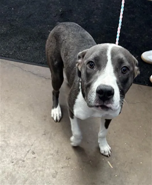 A young medium-sized female Mixed Breed dog named June for adoption in Dallas, TX