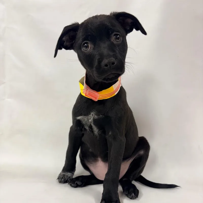 A baby small-sized female Terrier dog named Rowan for adoption in Parker, CO