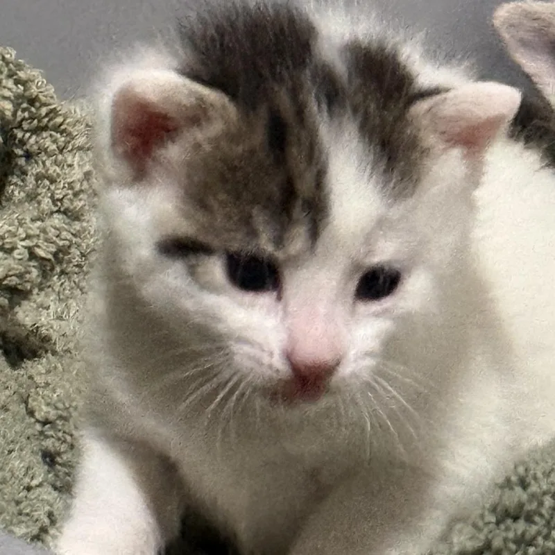 A baby small-sized female White Domestic Short Hair cat named Elaina for adoption in Philadelphia, PA