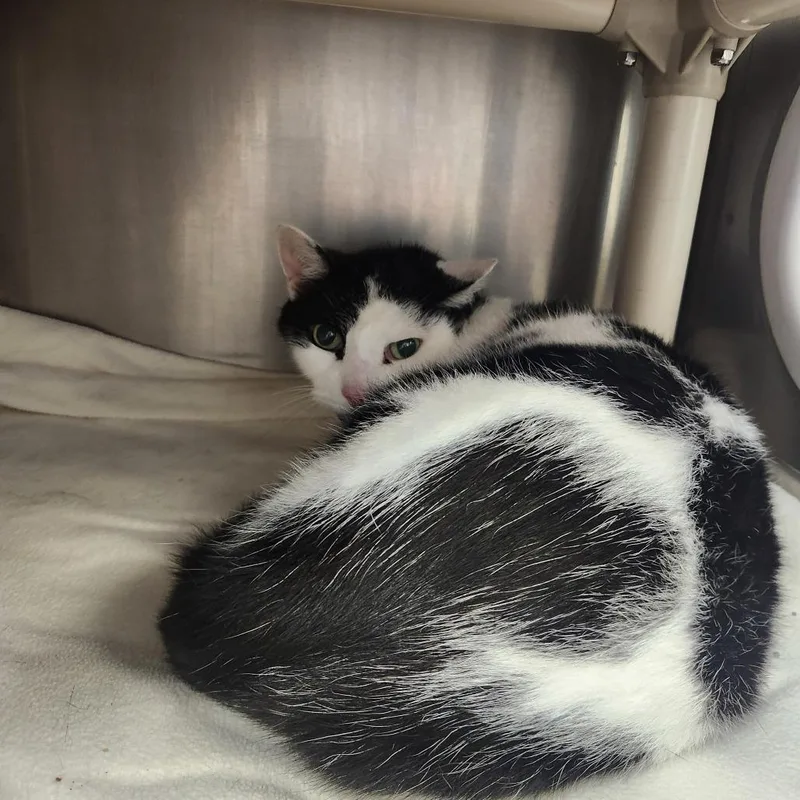 A senior medium-sized male Black Domestic Short Hair cat named Geronimo for adoption in Brockton, MA