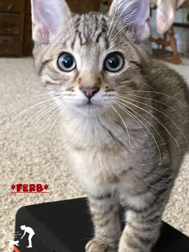 A baby small-sized male Tabby (Brown / Chocolate) Domestic Short Hair cat named Ferb for adoption in Centerville, UT