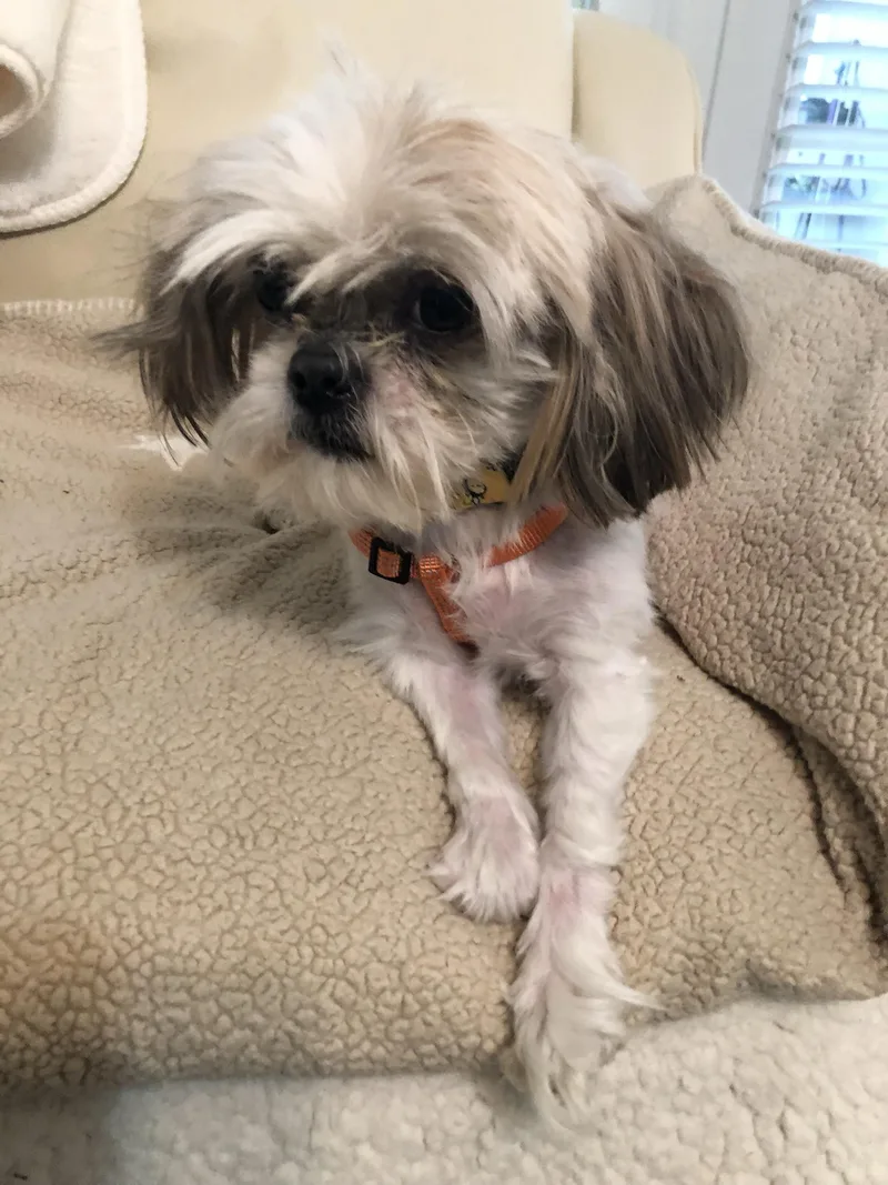 Otto