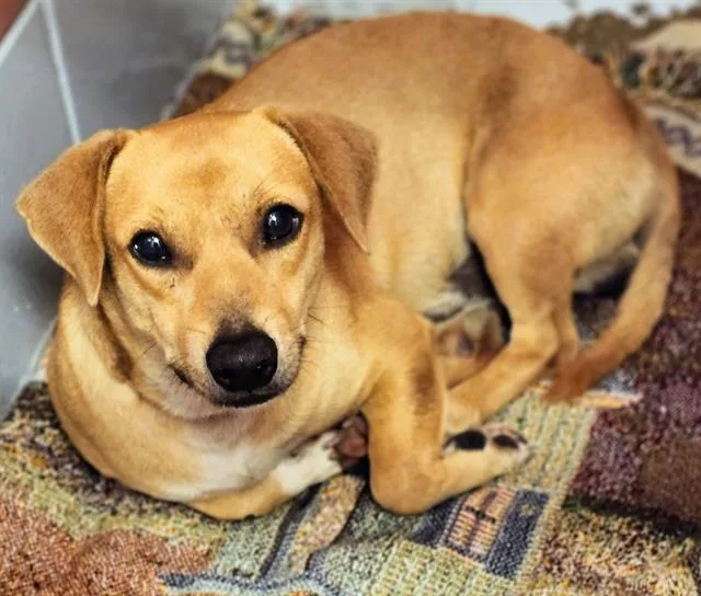 An adult small-sized male Dachshund dog named Mel for adoption in Houston, TX