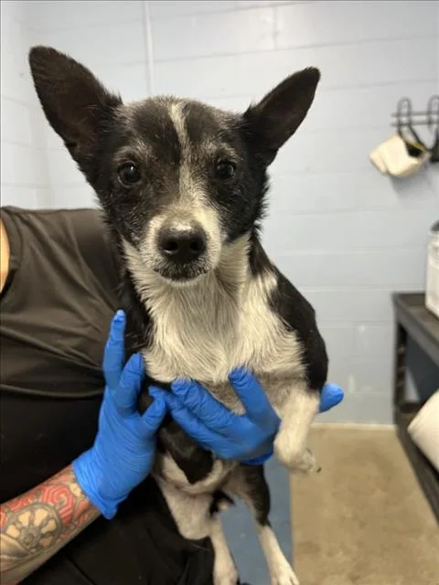 An adult small-sized female Chihuahua dog named Acorn for adoption in Woodland, CA